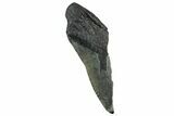 Partial Fossil Megalodon Tooth - Serrated Edge #320661-1